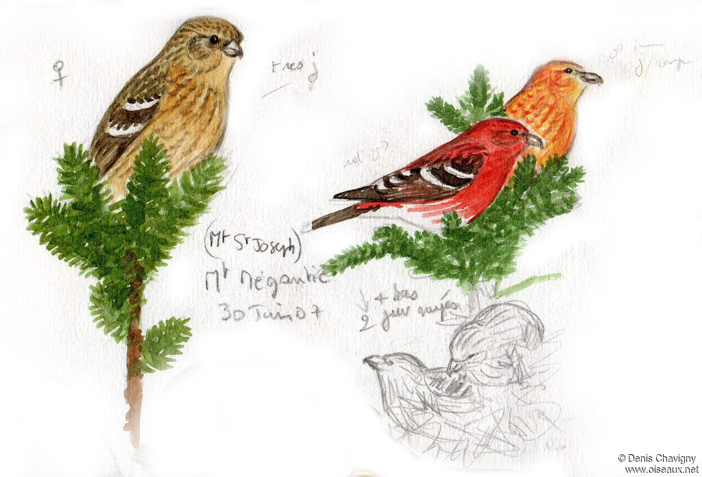 Two-barred Crossbill, habitat