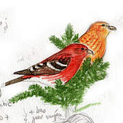 Two-barred Crossbill