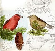 Red Crossbill