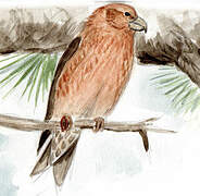 Red Crossbill