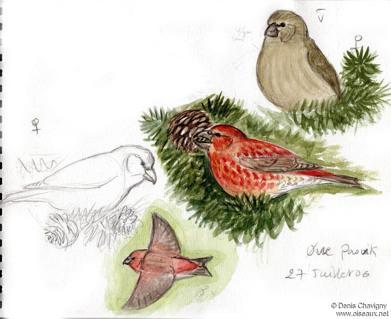 Bec-croisé perroquet, habitat, mange