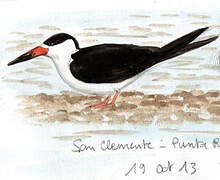 Black Skimmer