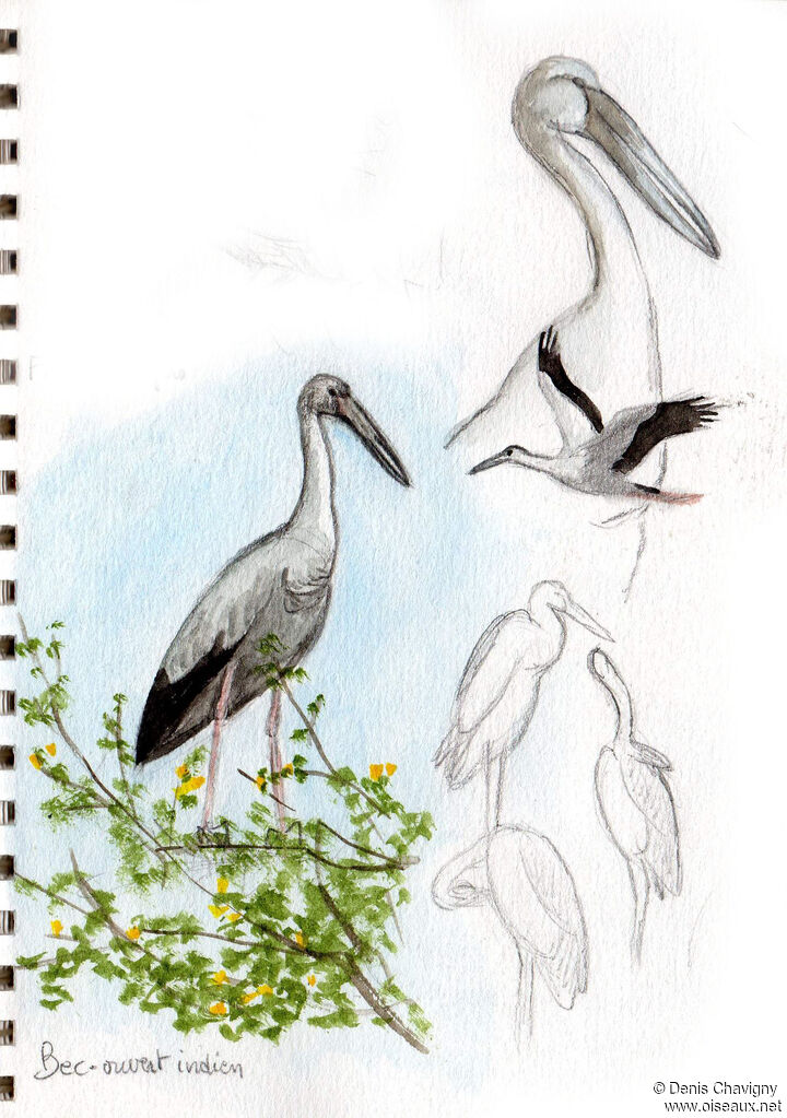 Asian Openbill, habitat, Reproduction-nesting