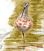 Curlew Sandpiper