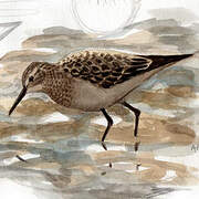 Baird's Sandpiper