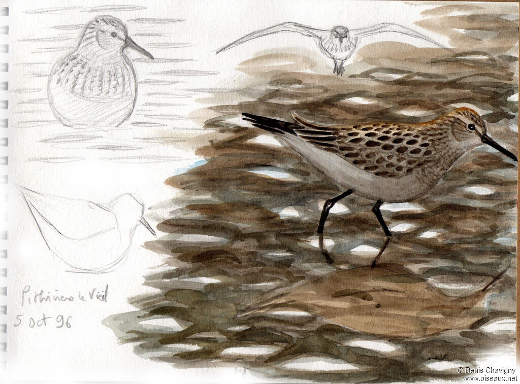 Bécasseau de Baird, identification