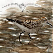 Baird's Sandpiper