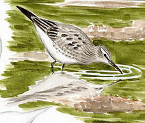 White-rumped Sandpiper