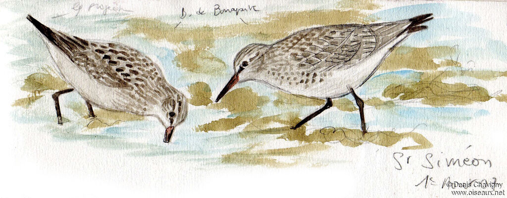 Bécasseau de Bonaparte, habitat, mange