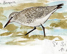 White-rumped Sandpiper