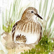 Temminck's Stint