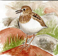 Temminck's Stint