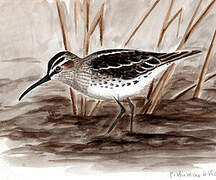 Broad-billed Sandpiper