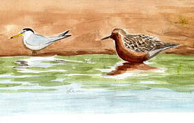 Red Knot