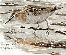 Little Stint