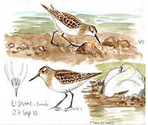 Little Stint