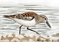 Sanderling