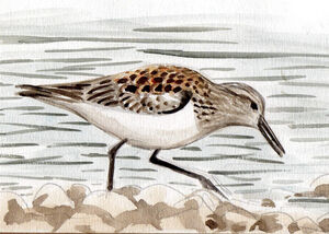 Bécasseau sanderling