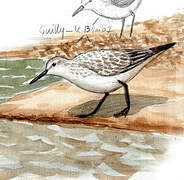 Sanderling