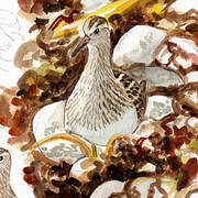 Pectoral Sandpiper