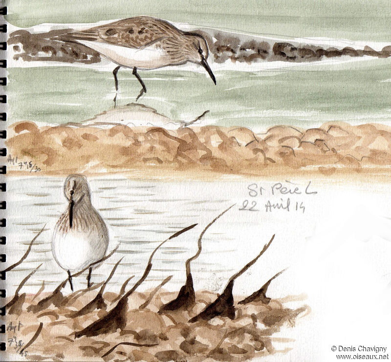 Dunlin, identification, moulting, care, eats