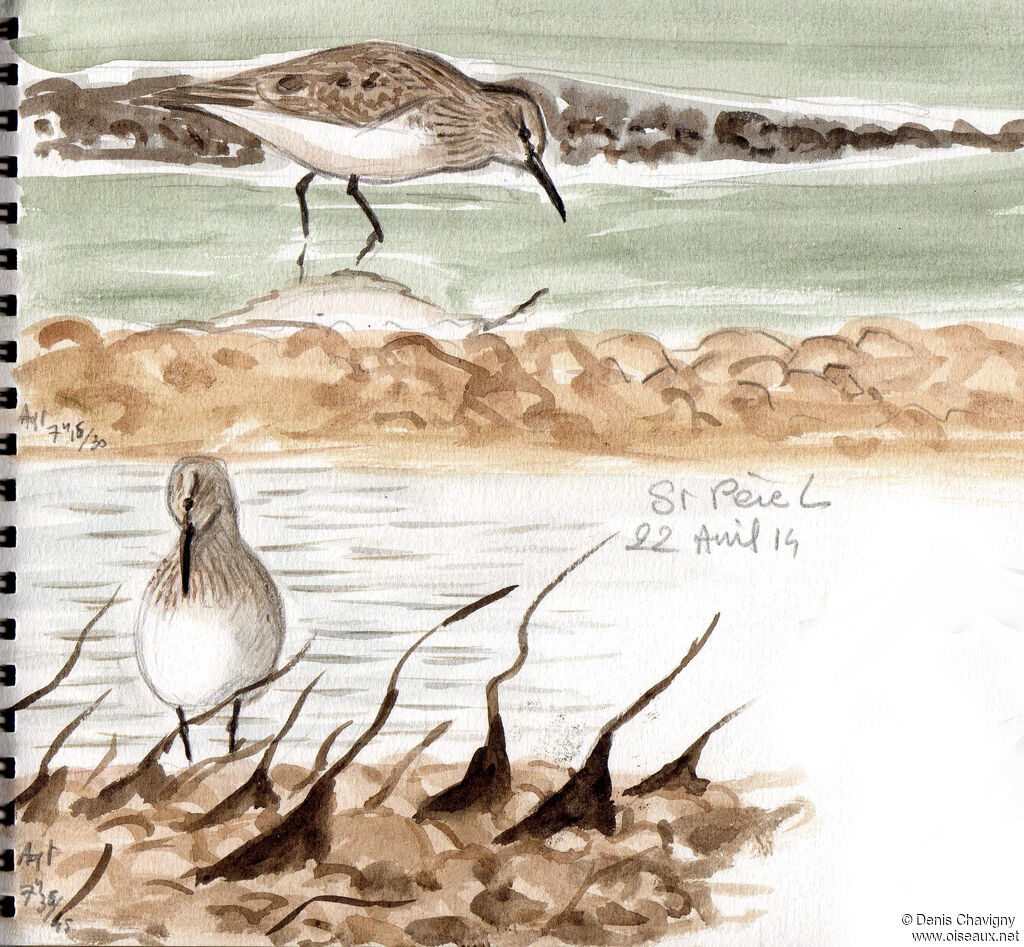 Dunlin, identification, moulting, care, eats