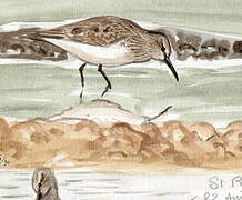 Dunlin