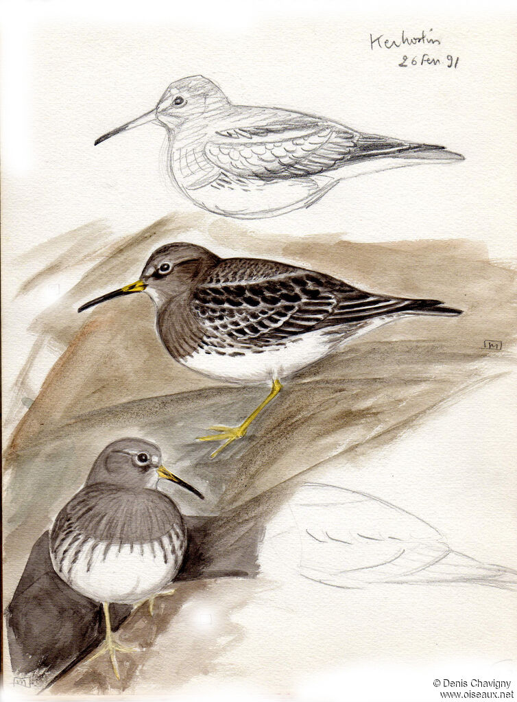 Purple Sandpiper, habitat