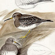 Purple Sandpiper