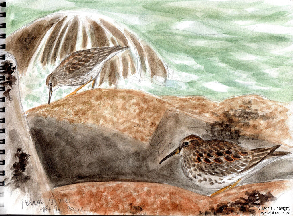 Purple Sandpiperadult breeding, habitat