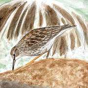 Purple Sandpiper