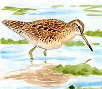 Short-billed Dowitcher