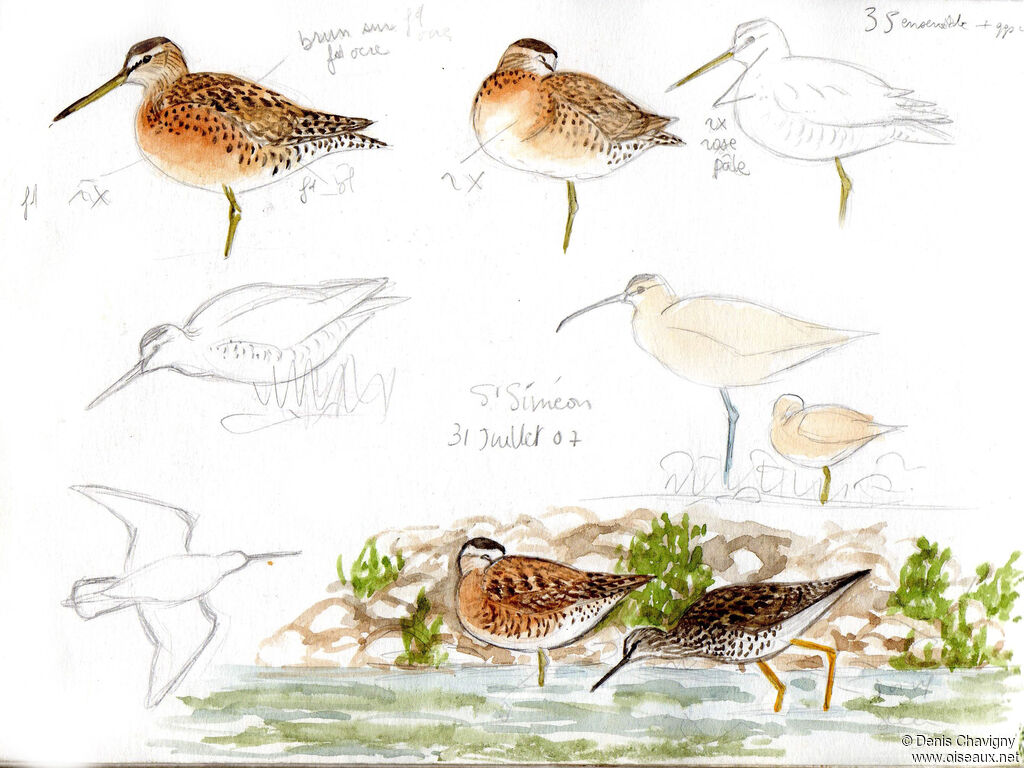 Short-billed Dowitcher