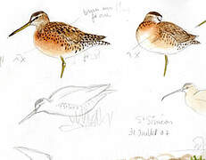 Short-billed Dowitcher