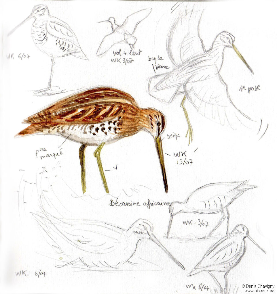 African Snipe