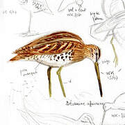 African Snipe