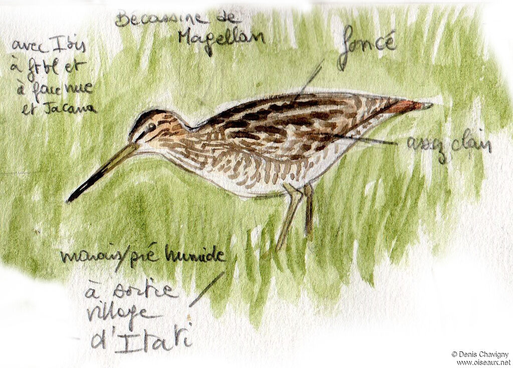 South American Snipe