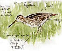 South American Snipe