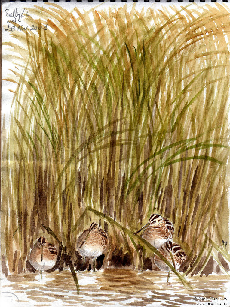 Common Snipe, habitat