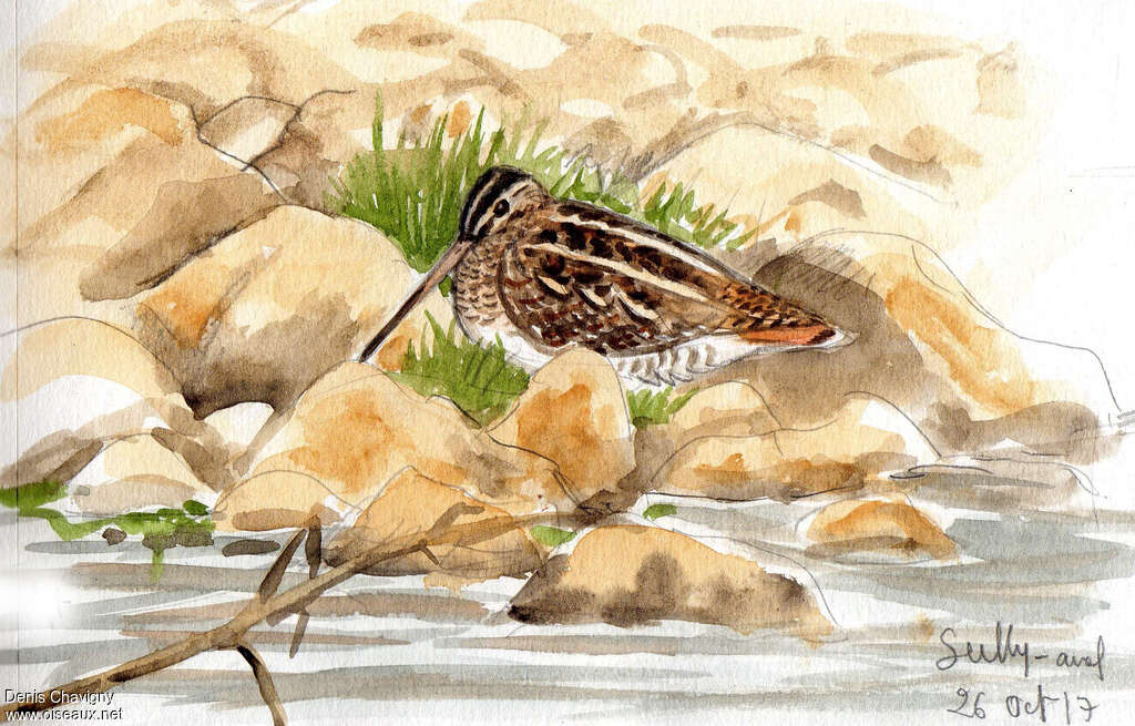 Common Snipe, identification, walking