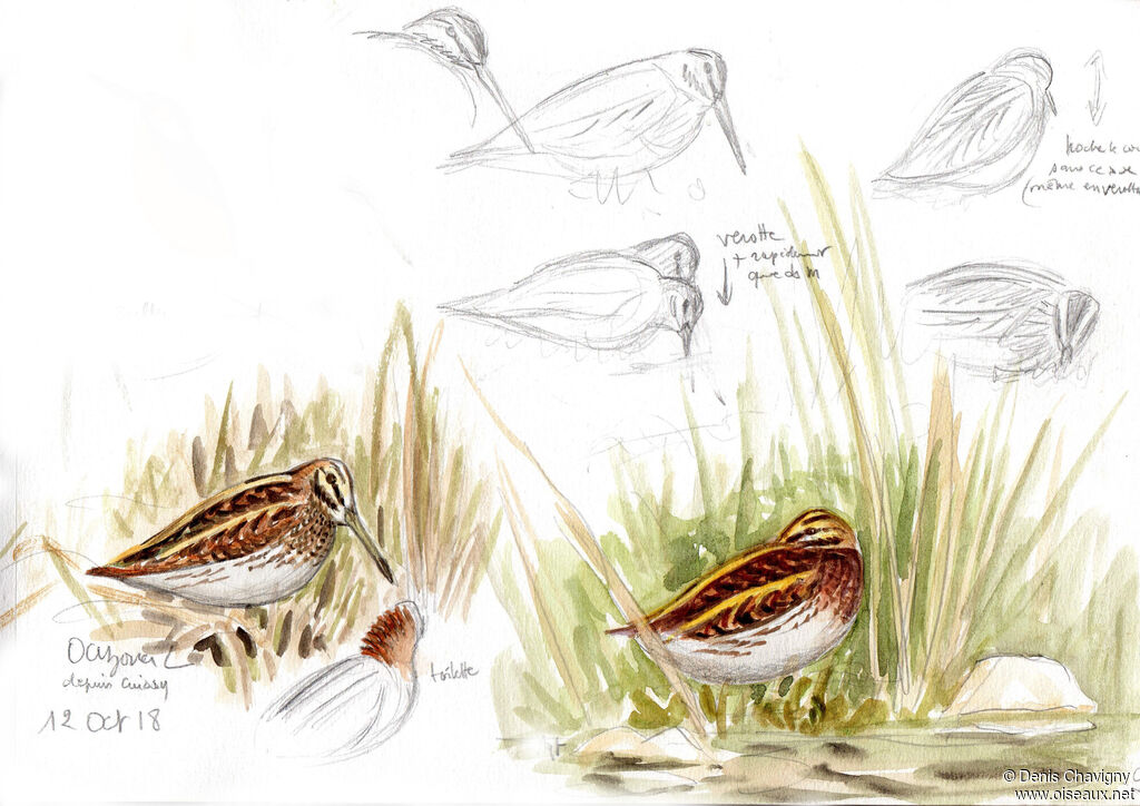 Jack Snipe, identification, care, eats