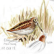 Jack Snipe