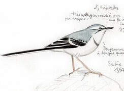 Mountain Wagtail