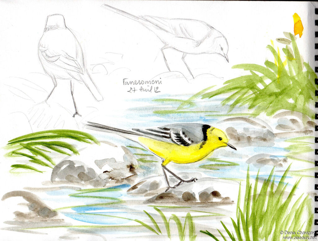 Citrine Wagtail male adult breeding, identification, walking, eats