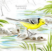 Citrine Wagtail