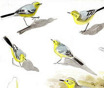 Citrine Wagtail