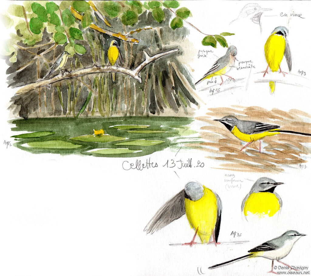 Grey Wagtail, Reproduction-nesting