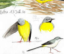 Grey Wagtail