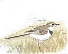 Cape Wagtail