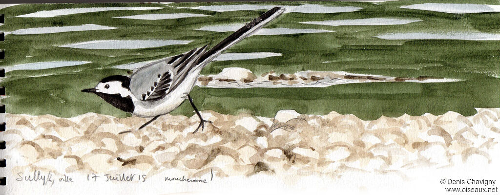 White Wagtail male adult breeding, identification, walking, eats